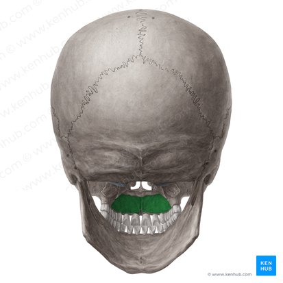Processo palatino da maxila (Processus palatinus maxillae); Imagem: Yousun Koh