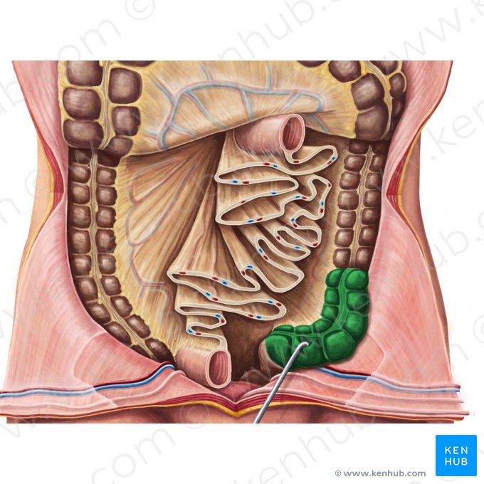 Cólon sigmoide (Colon sigmoideum); Imagem: Irina Münstermann