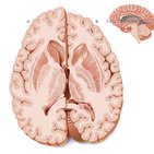 Horizontal section of the brain 