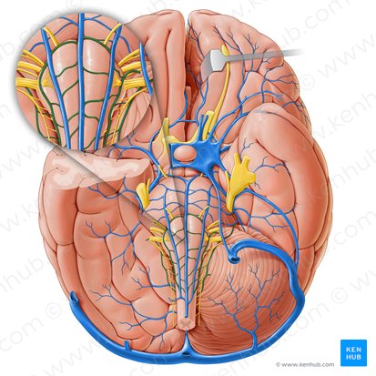 Veias transversas do bulbo (Venae medullares transversae); Imagem: Paul Kim