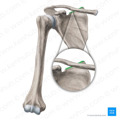 Borda superior da escápula (Margo superior scapulae); Imagem: Yousun Koh