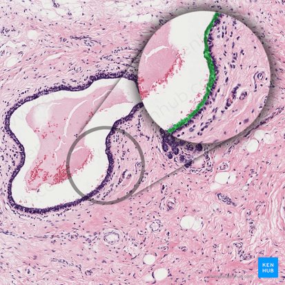 Epitelio cúbico simple (Epithelium simplex cuboideum); Imagen: 