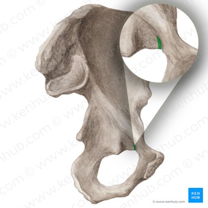 Obturator groove of pubis (Sulcus obturatorius ossis pubis); Image: Liene Znotina