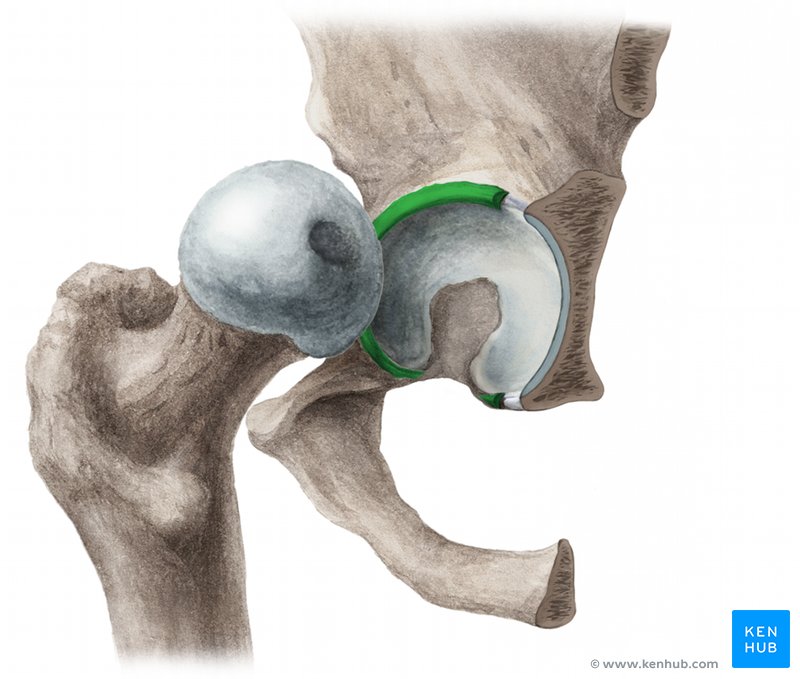Labrum acetabuli Anatomie, Aufbau, Funktion Kenhub