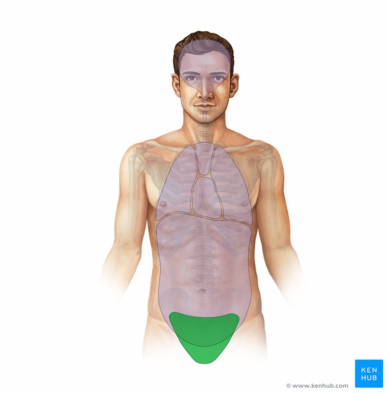 Pelvic cavity - ventral view