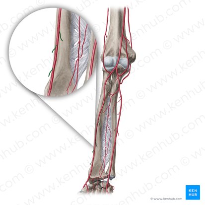 Ramas musculares de la arteria radial (Rami musculares arteriae radialis); Imagen: Yousun Koh