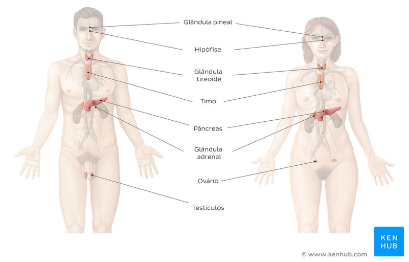 Imagem de uma visão geral dos órgãos do sistema endócrino