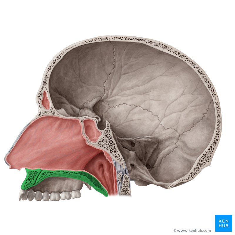 Palate (Palatum)