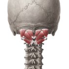 Suboccipital muscles