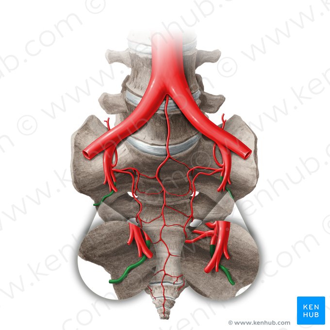 Arteria glútea superior (Arteria glutea superior); Imagen: Paul Kim