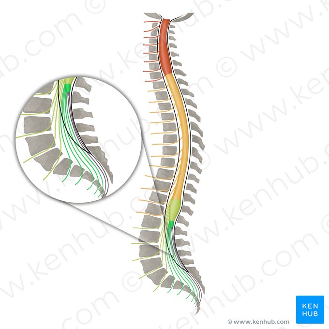 Nervios espinales S1 - S5 (Nervi spinales S1-S5); Imagen: Irina Münstermann