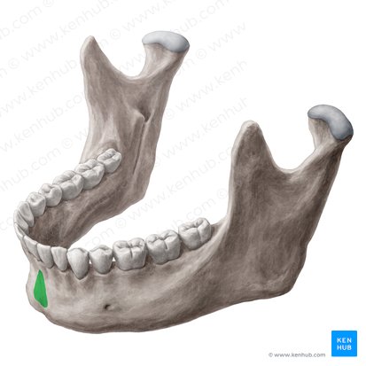 Protuberancia mentoniana de la mandibula (Protuberantia mentalis mandibulae); Imagen: Yousun Koh
