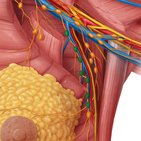 Lymph nodes of the thorax and abdomen