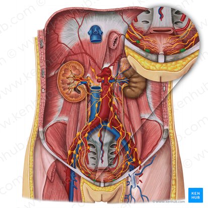 Paravesical lymph nodes (Nodi lymphoidei paravesicales); Image: Esther Gollan