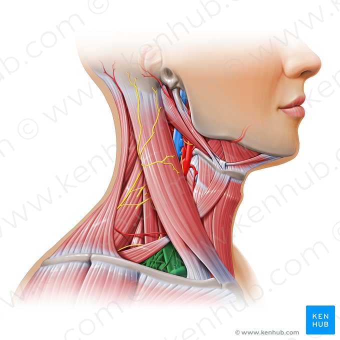 Trígono omoclavicular (Trigonum omoclaviculare); Imagem: Paul Kim