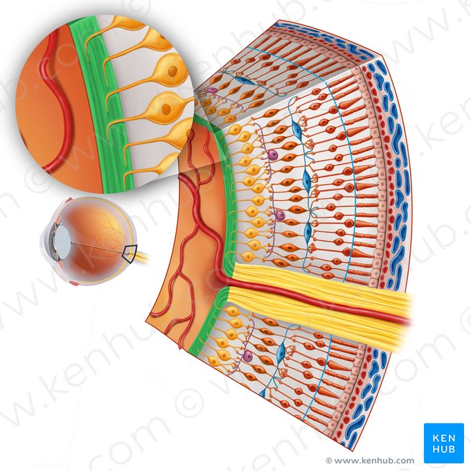 Couche des fibres nerveuses de la rétine (Stratum neurofibrarum retinae); Image : Irina Münstermann