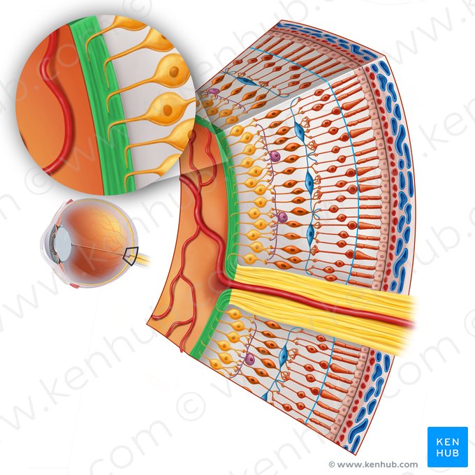 Capa nerviosa de la retina (Stratum nervosum); Imagen: Irina Münstermann