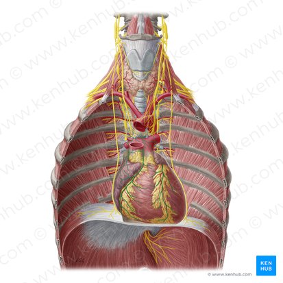 Plexo cardíaco (Plexus cardiacus); Imagem: Yousun Koh