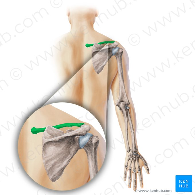 Clavícula (Clavicula); Imagem: Paul Kim