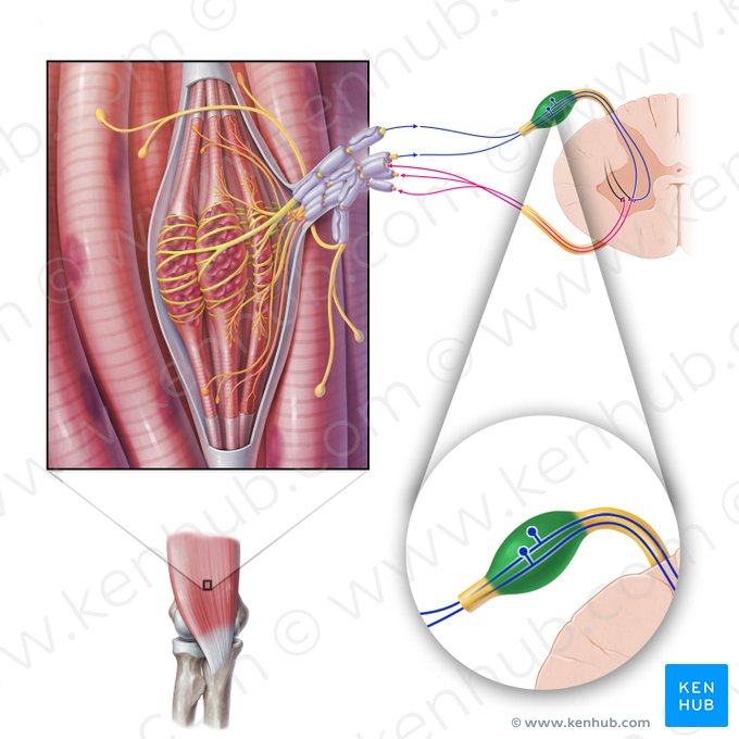 Spinal ganglion (Ganglion spinale); Image: Paul Kim