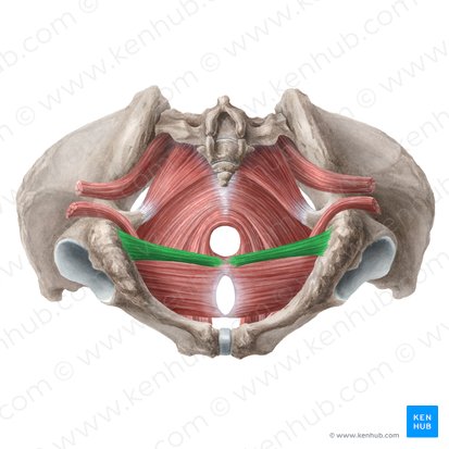 Musculus transversus superficialis perinei (Oberflächlicher querer Dammmuskel); Bild: Liene Znotina