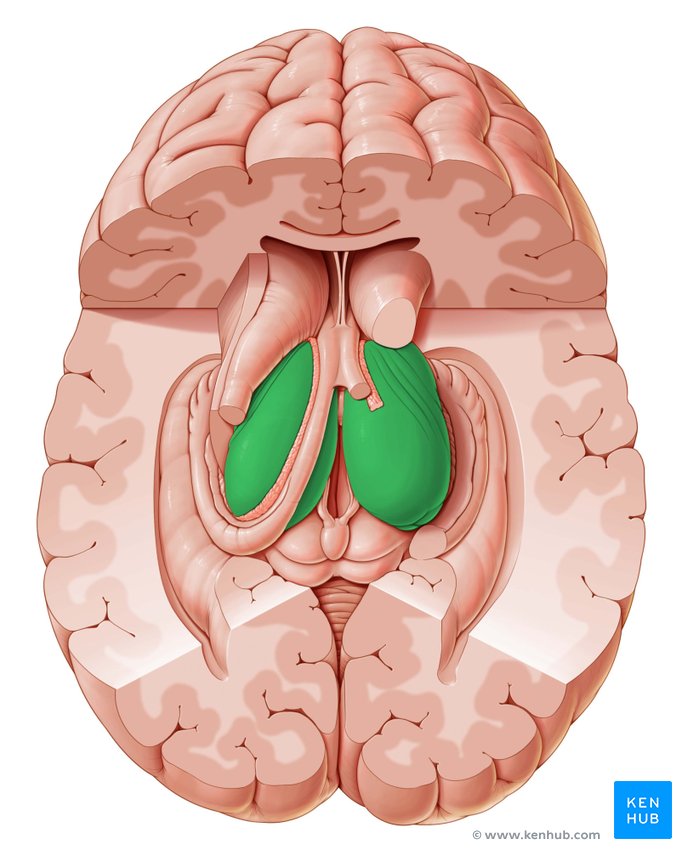 Thalamus: Anatomy, nuclei, function | Kenhub