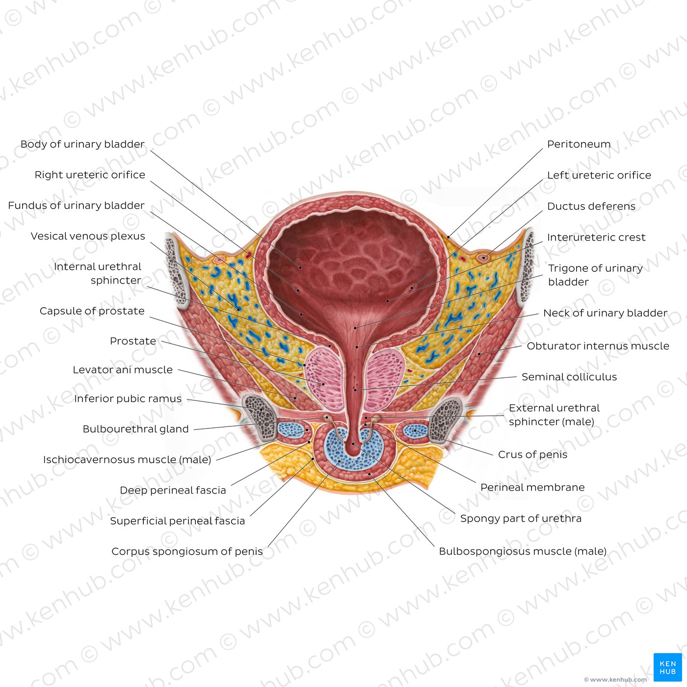 Figure 8. Male urinary bladder.