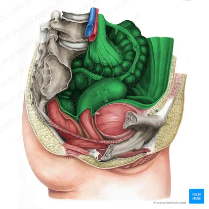 Peritoneum (Bauchfell); Bild: Irina Münstermann