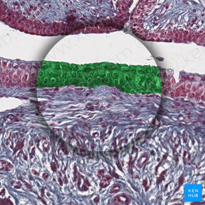 Urothelium (Urothel); Bild: 