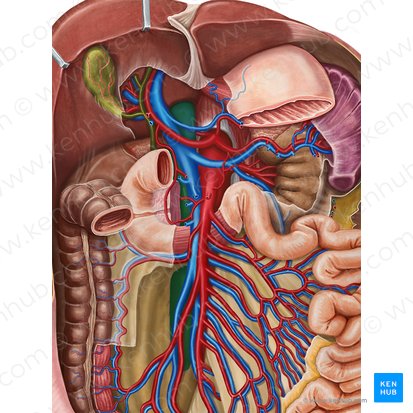 Vena cava inferior (Untere Hohlvene); Bild: Irina Münstermann