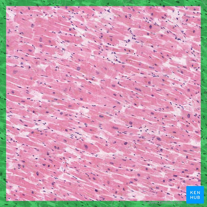 Muscle cardiaque (Textus muscularis cardiacus); Image : 