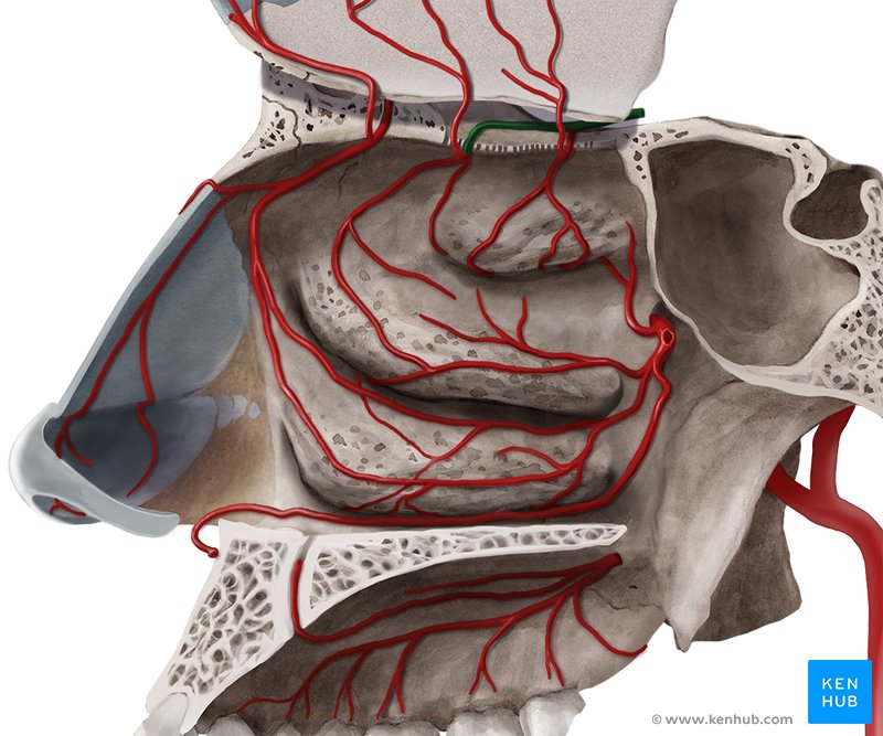 Posterior ethmoidal artery - medial view