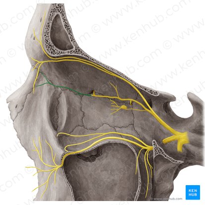 Nervus infratrochlearis (Unterrollennerv); Bild: Yousun Koh