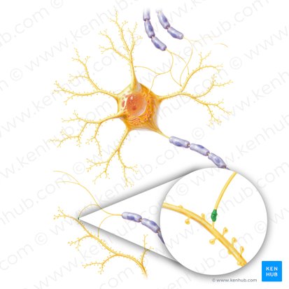 Synapse (Synapsis); Image : Paul Kim
