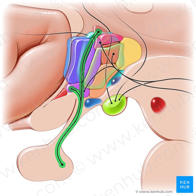 Trato hipotálamo-hipofisário (Tractus hypothalamohypophysialis); Imagem: Paul Kim