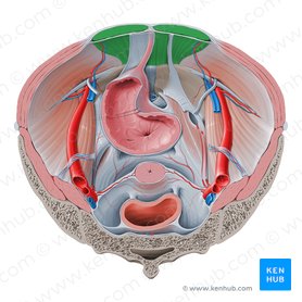 Rectus abdominis muscle (Musculus rectus abdominis); Image: Paul Kim