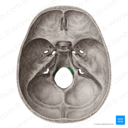 Canal do hipoglosso (Canalis nervi hypoglossi); Imagem: Yousun Koh