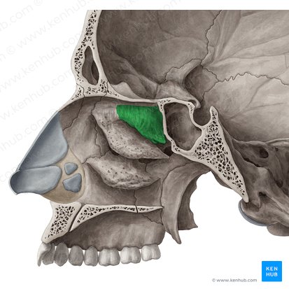 Superior nasal concha of ethmoid bone (Concha superior nasi ossis ethmoidalis); Image: Yousun Koh
