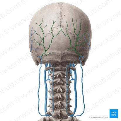 Veia occipital (Vena occipitalis); Imagem: Yousun Koh