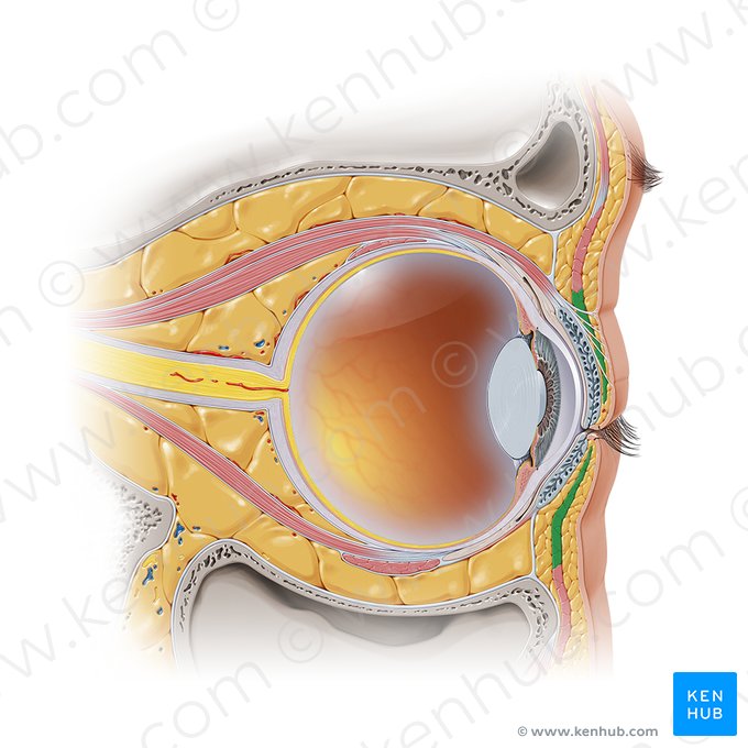 Porción palpebral del músculo orbicular del ojo (Pars palpebralis musculi orbicularis oculi); Imagen: Paul Kim