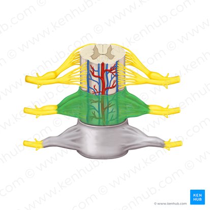 Aracnoide da medula espinal (Arachnoidea mater spinalis); Imagem: Rebecca Betts