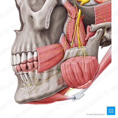 Submandibular ganglion (Ganglion submandibulare); Image: Rebecca Betts