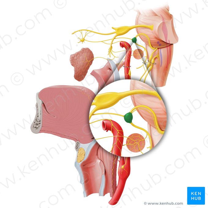 Ganglion geniculi (Fazialisganglion); Bild: Paul Kim