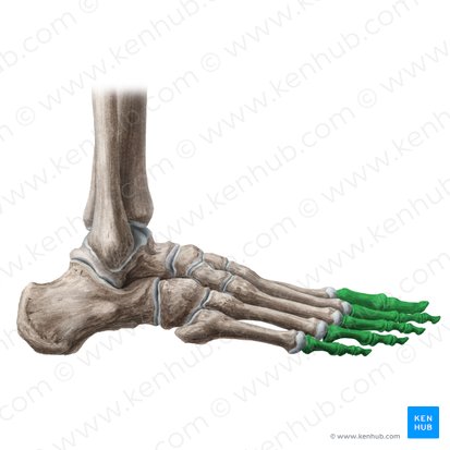 Phalanges pedis (Zehenglieder); Bild: Liene Znotina
