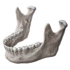 Mandibula