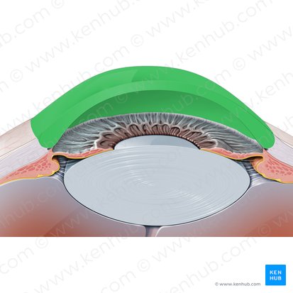 Córnea (Cornea); Imagen: Paul Kim