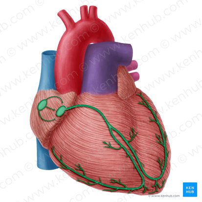 Sistema condutor do coração (Complexus stimulans cordis); Imagem: Yousun Koh