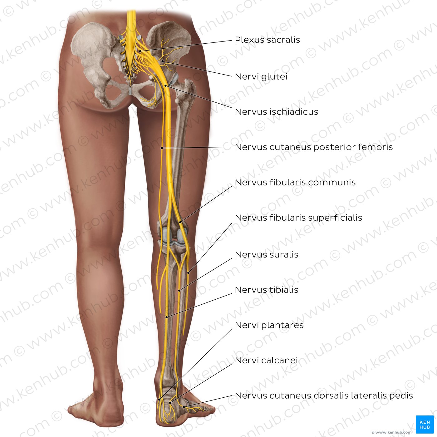 Hauptnerven der unteren Extremität - posterior