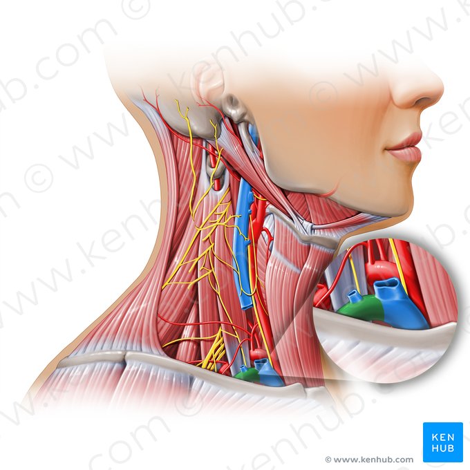 Subclavian vein (Vena subclavia); Image: Paul Kim