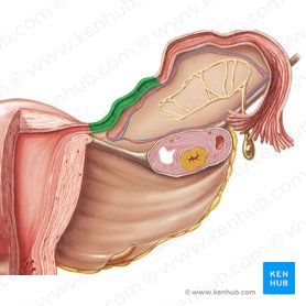 Isthmus of uterine tube (Isthmus tubae uterinae); Image: Samantha Zimmerman